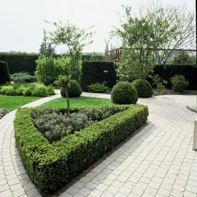 Buxus Sempervirens – Immergrüner Strauch