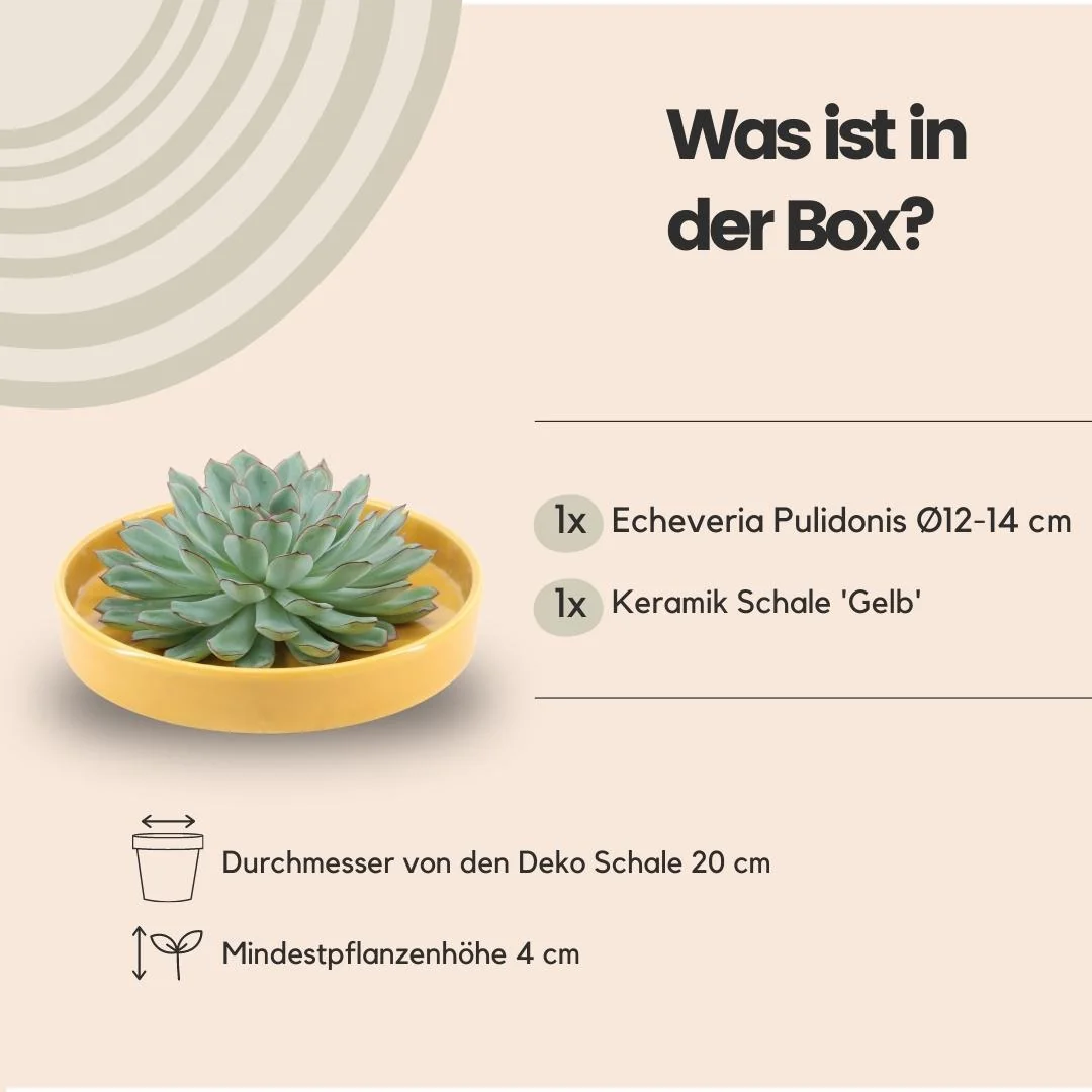 Echeveria pulidonis als rootless Sukkulente mit keramischem Schälchen