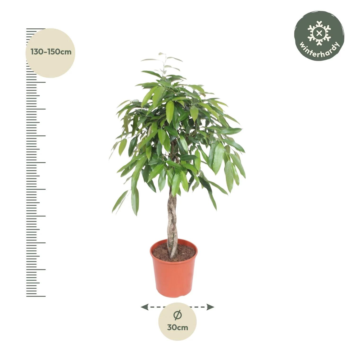 Ficus Amstel King - Detailansicht