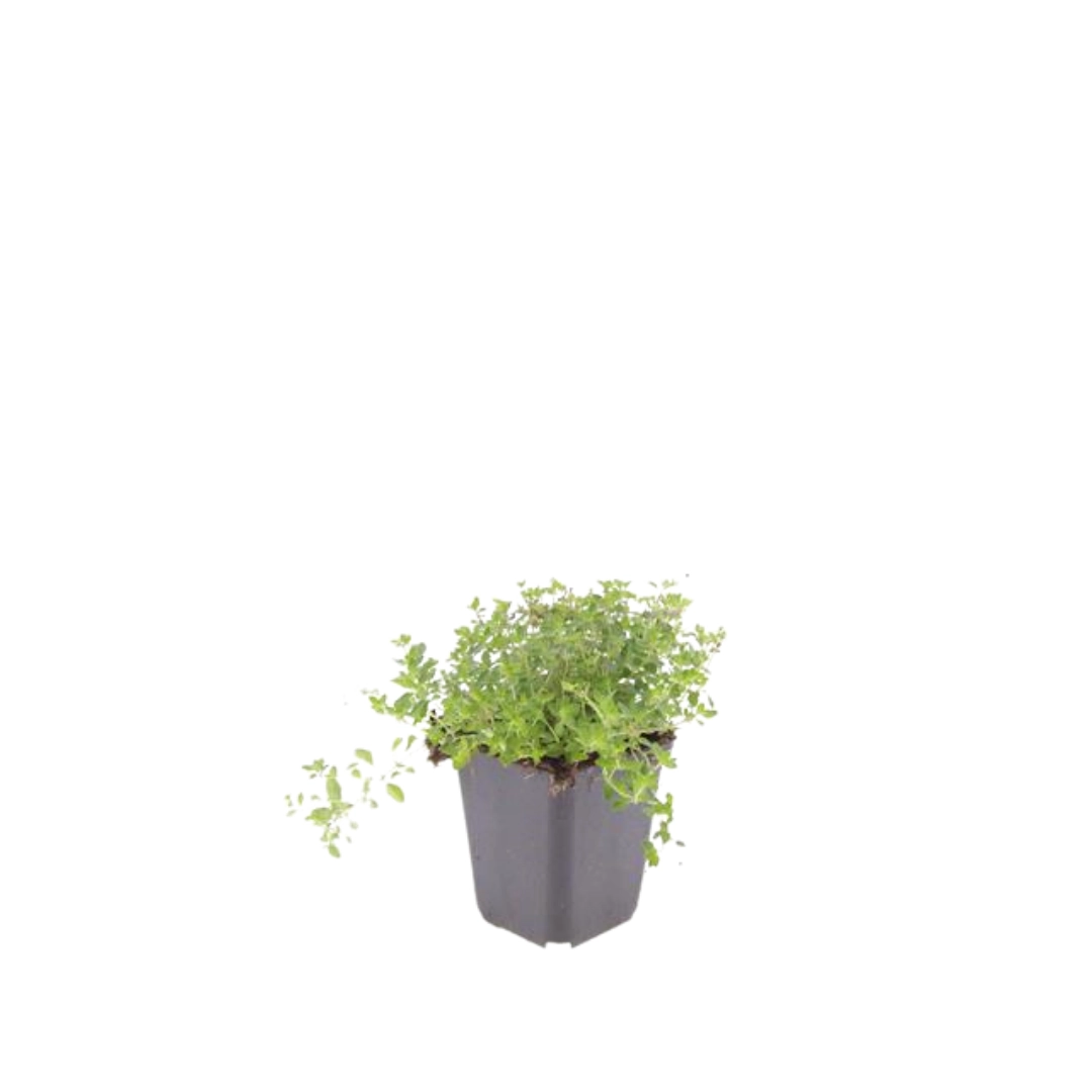 Thymus serpyllum im Garten