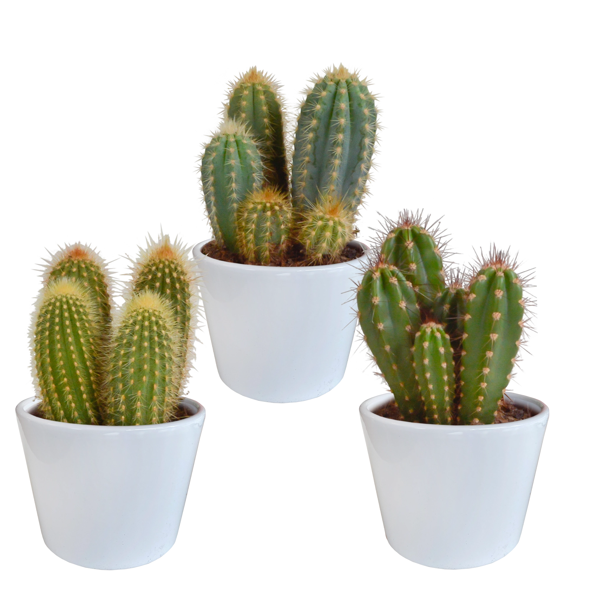 Cereus Kakteen in der Wohnung