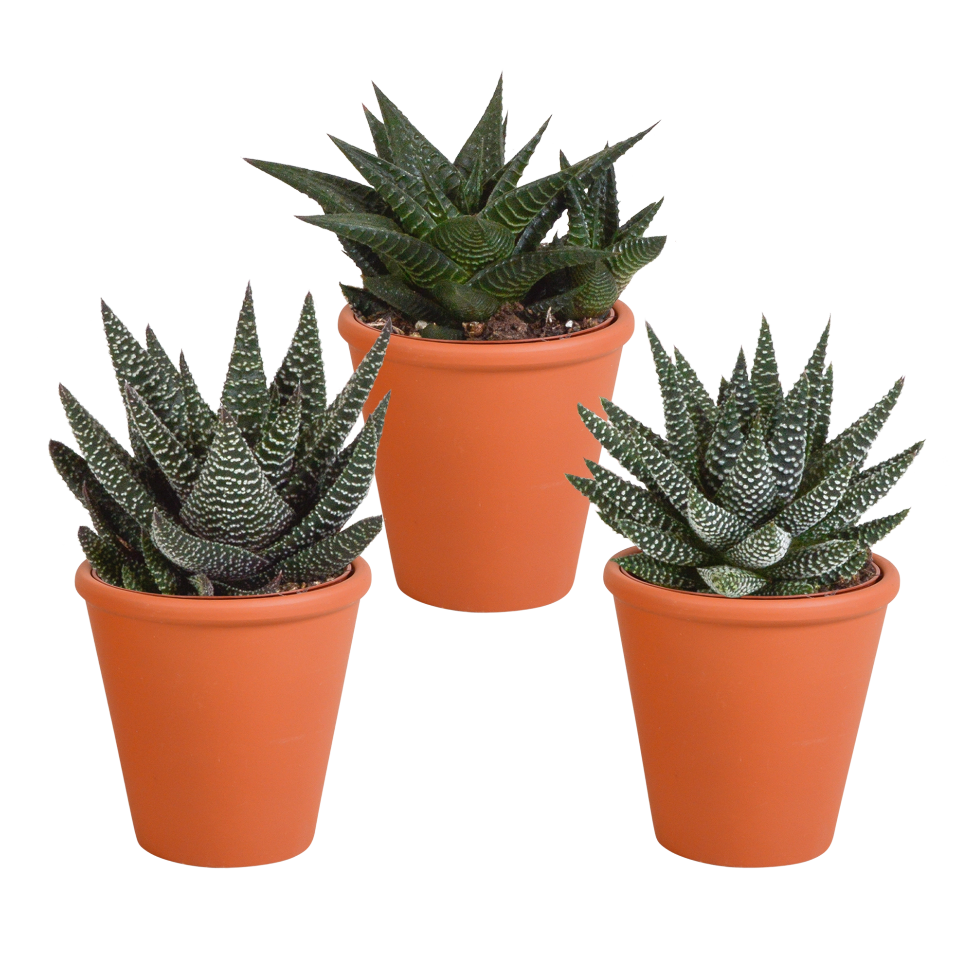 Gasterias/Haworthias in Terrakotta-Topf