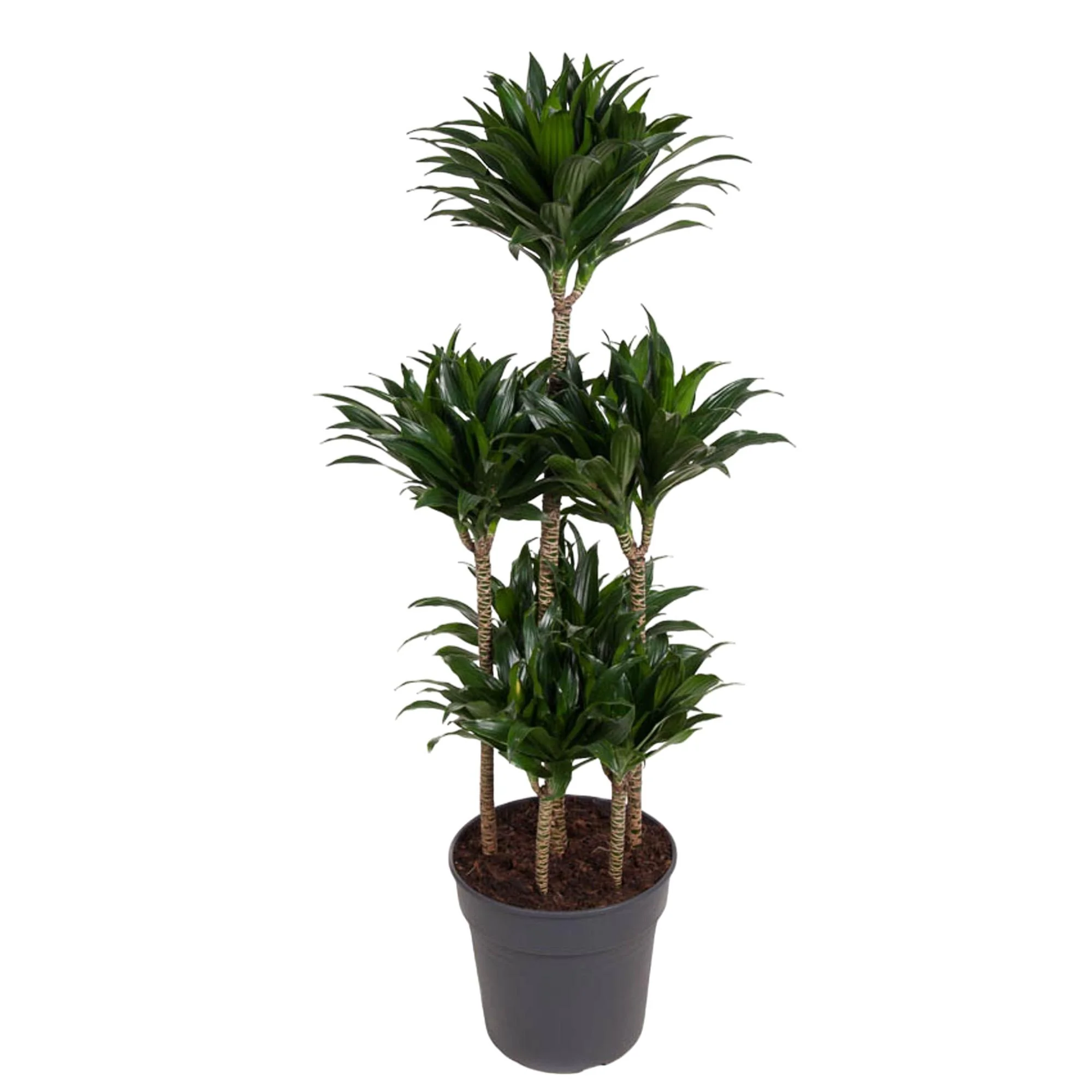 Dracaena Compacta Carrousel
