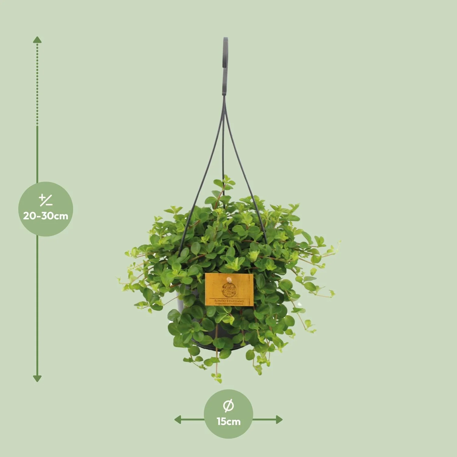 Peperomia Rotundifolia Detail