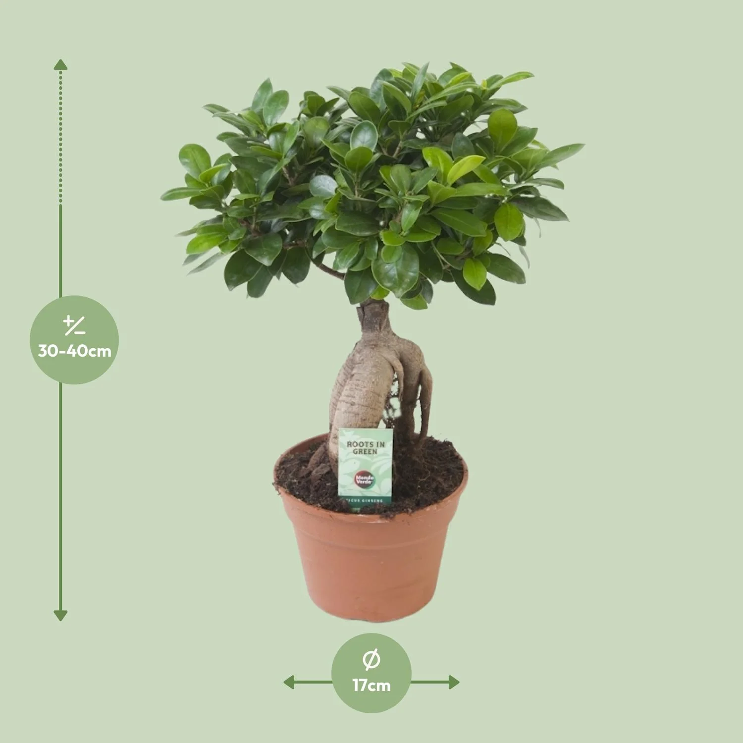 Ficus Ginseng im stilvollen Ambiente
