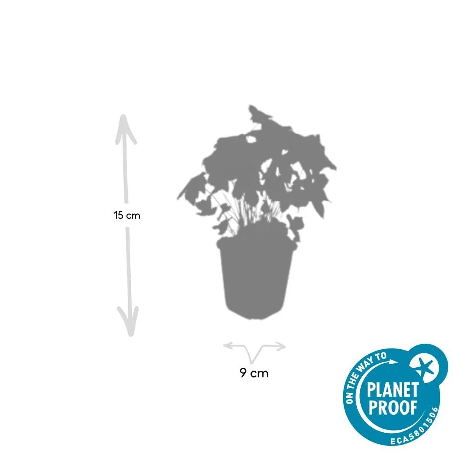 Geranium nodosum Blüte