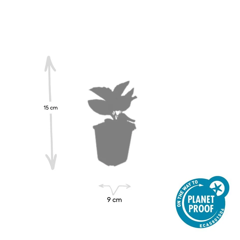 Rudbeckia fulgida 'Goldsturm' Blüte