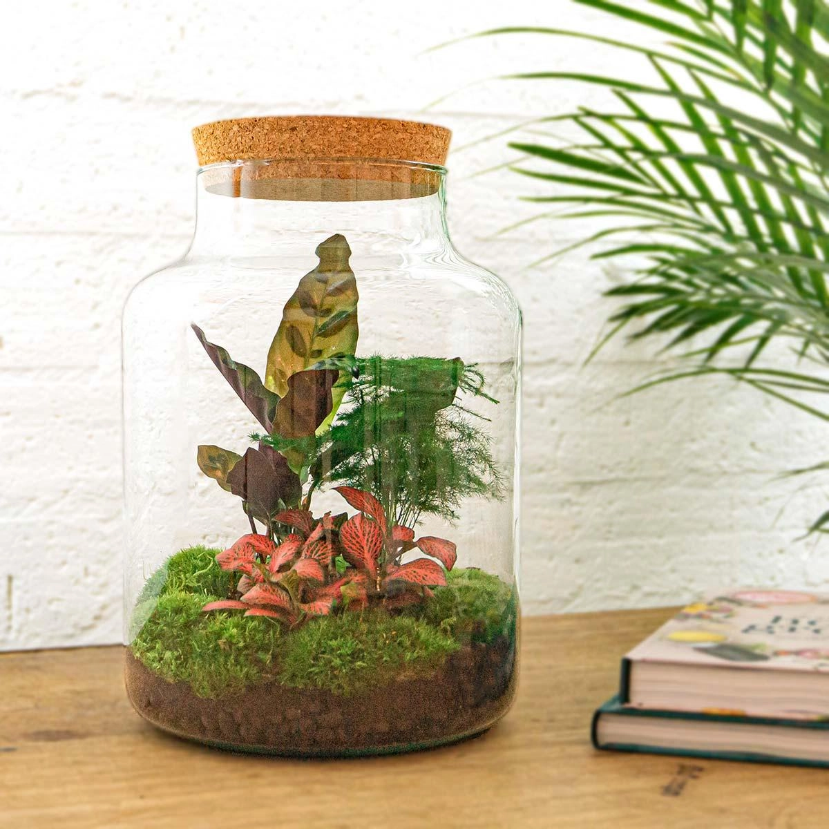 DIY Terrarien Set mit Pflanzen