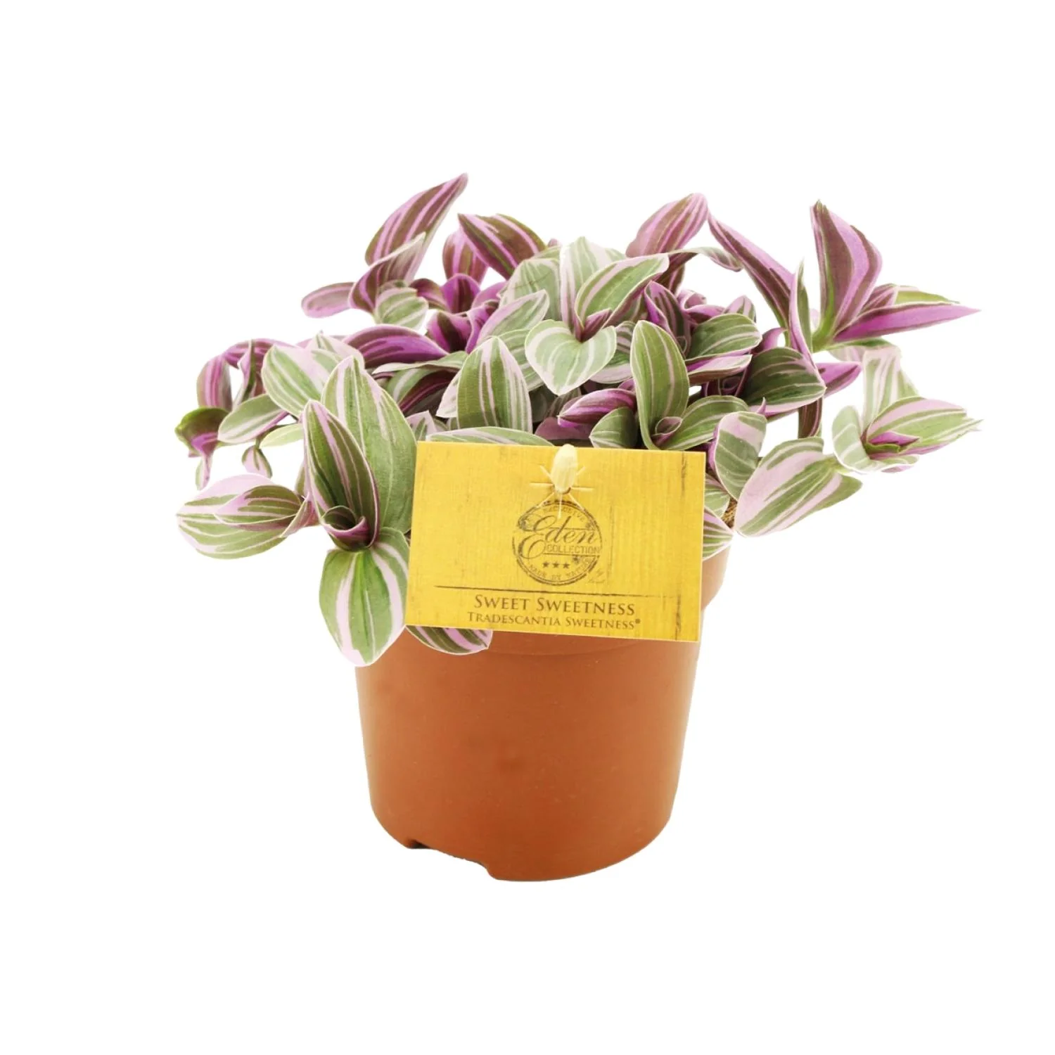 Tradescantia Sweetness Grafik