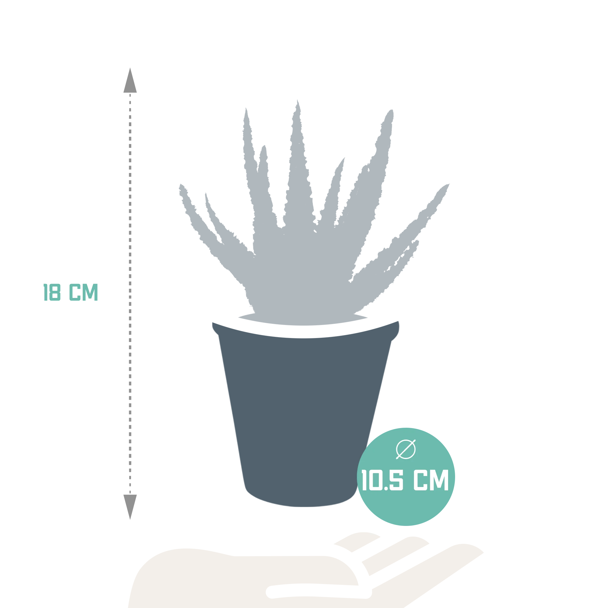Detailansicht der Aloe zebrina Dannyz