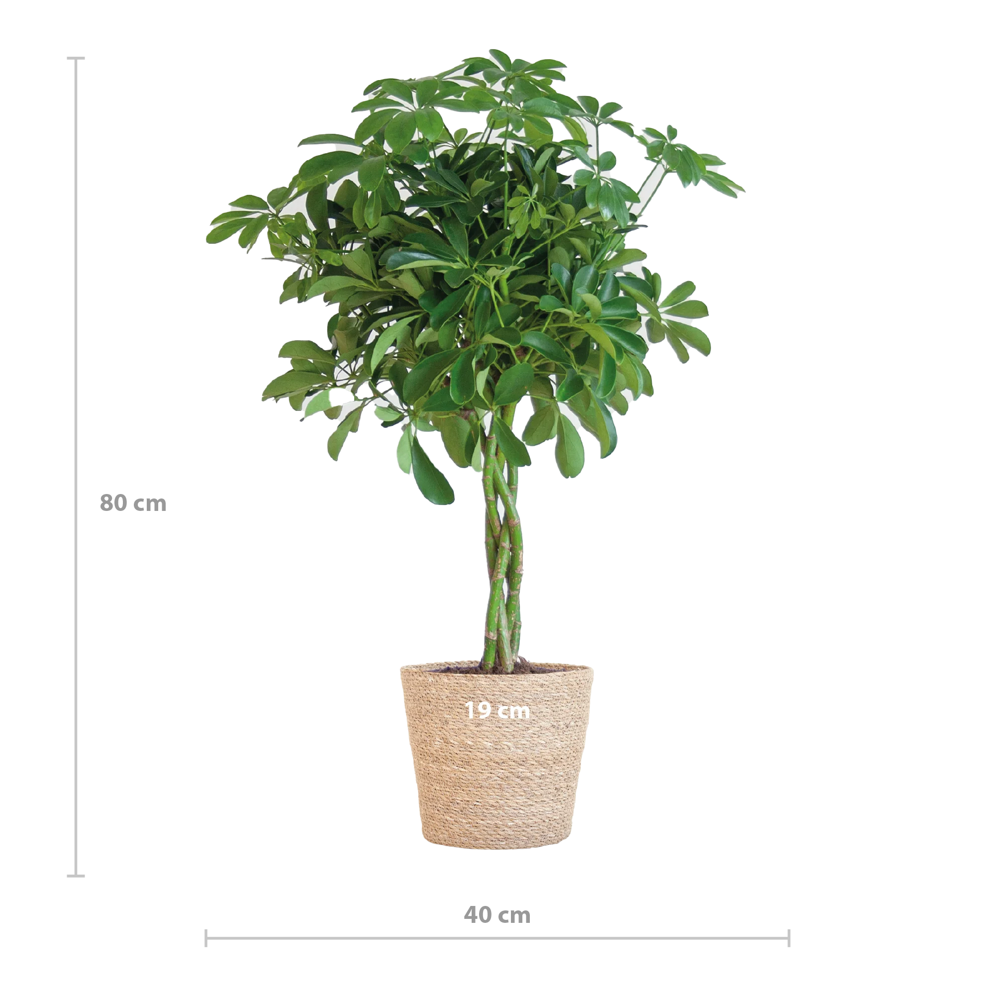 Schefflera Arboricola Nora im modernen Wohnraum
