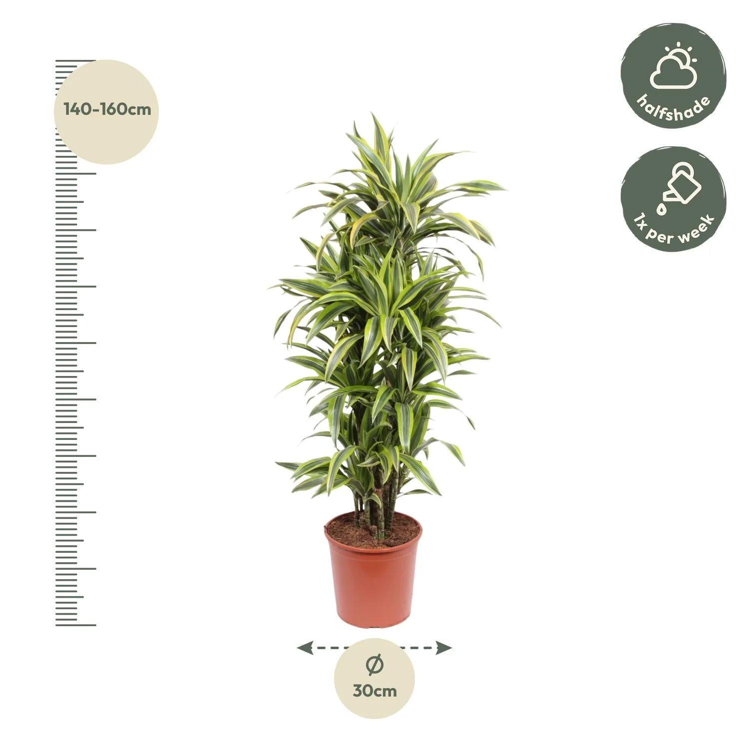 Dracaena Lemon Lime - Detailansicht