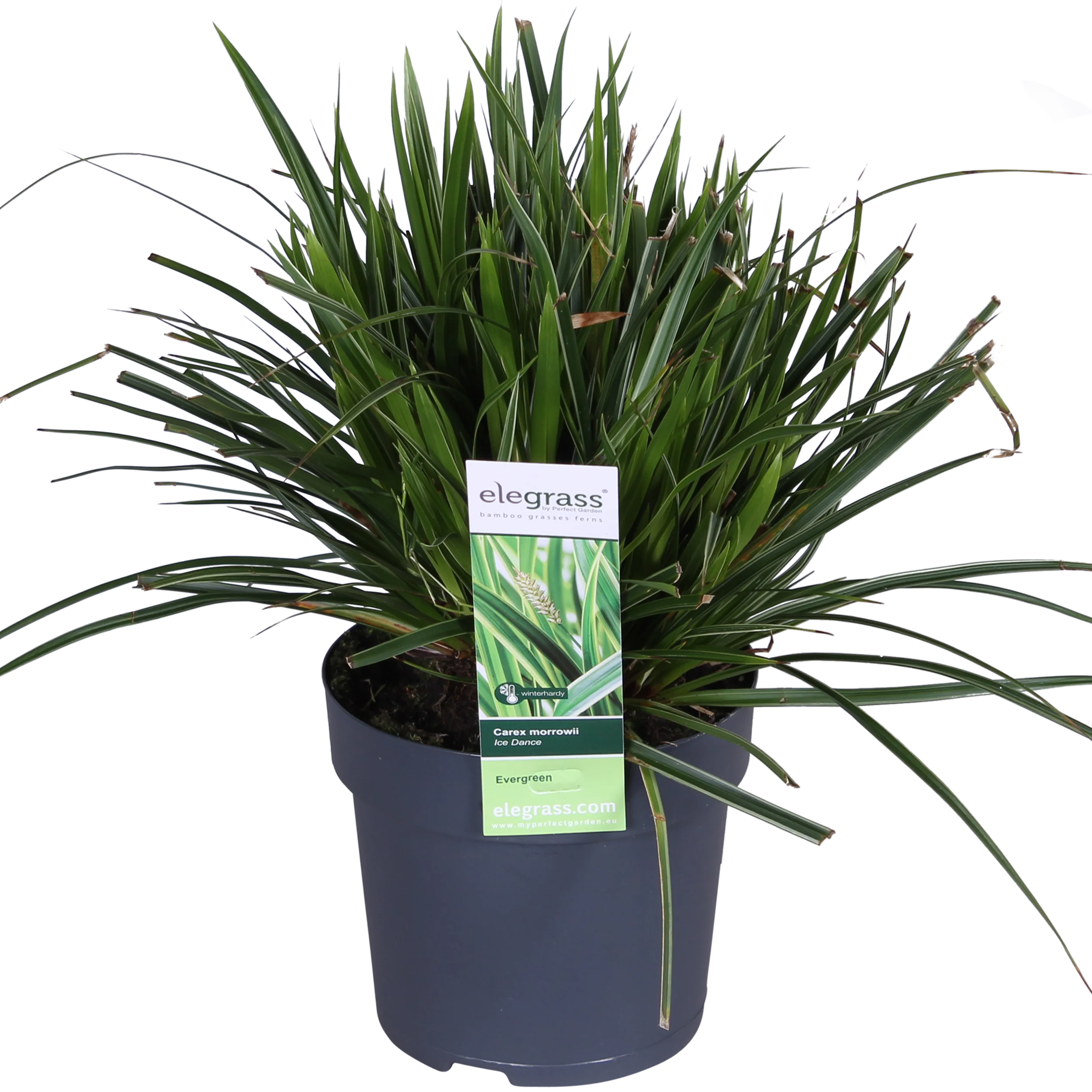 Carex morrowii 'Ice Dance'