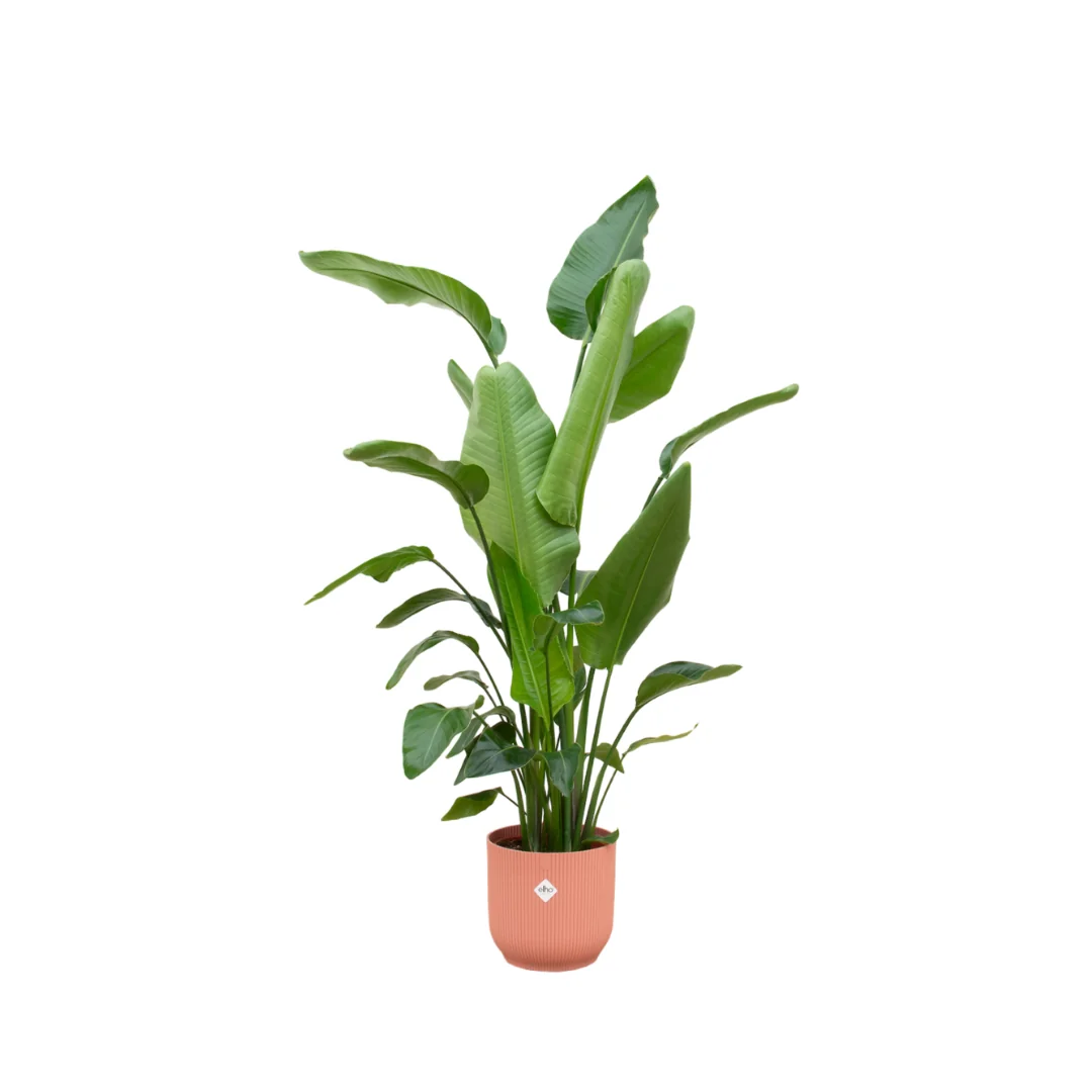 Strelitzia Nicolai mit großem Blattwerk