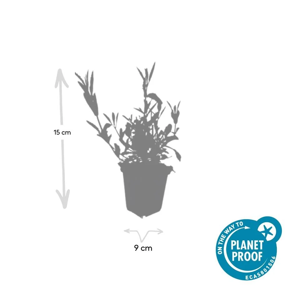 Verbena bonariensis blühend