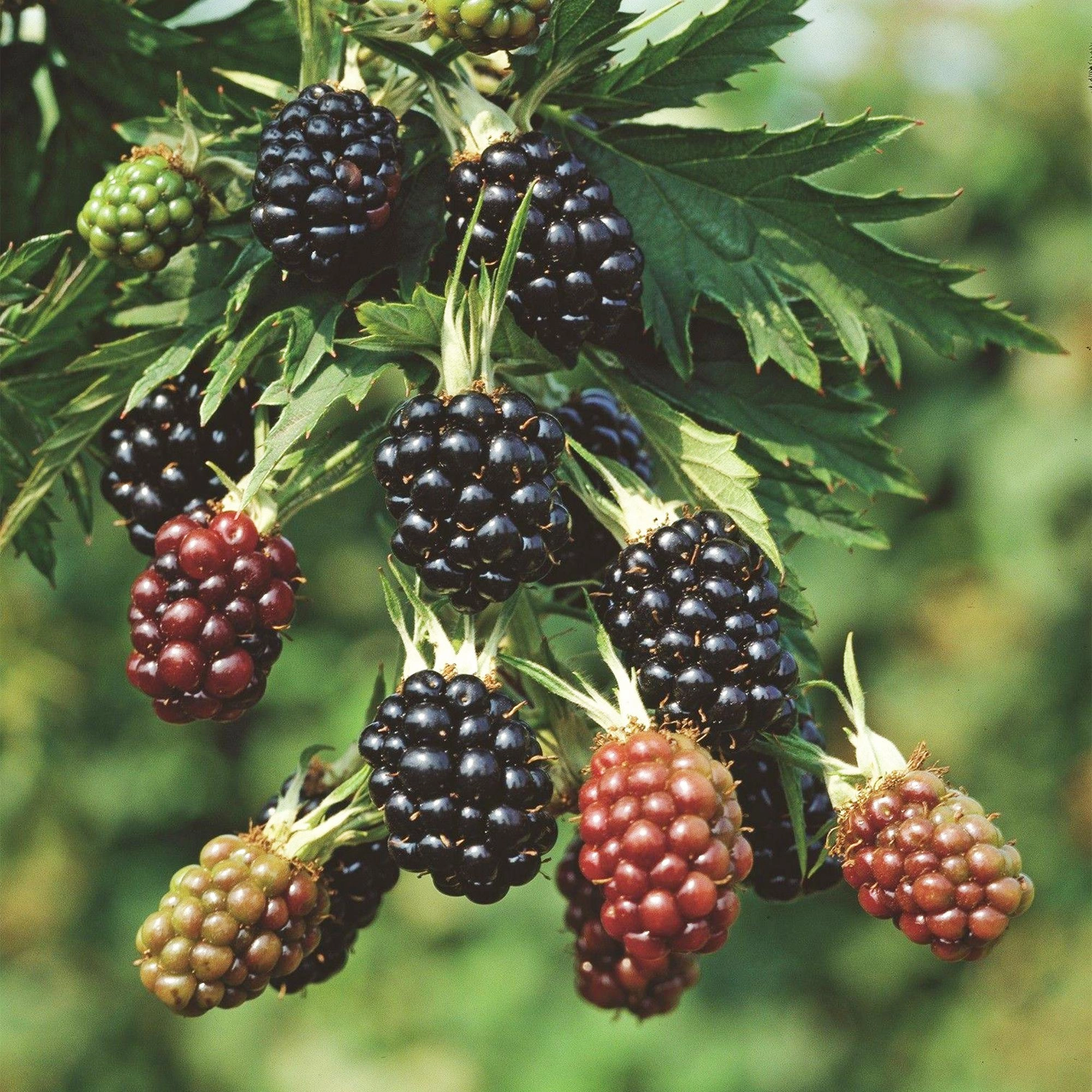 Rubus fruticosus Thornless Evergreen - Brombeerpflanze