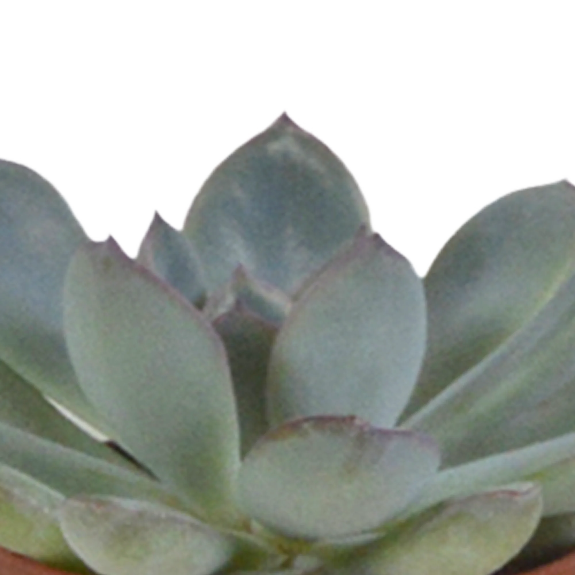 Sukkulentenmix im weißen Glas