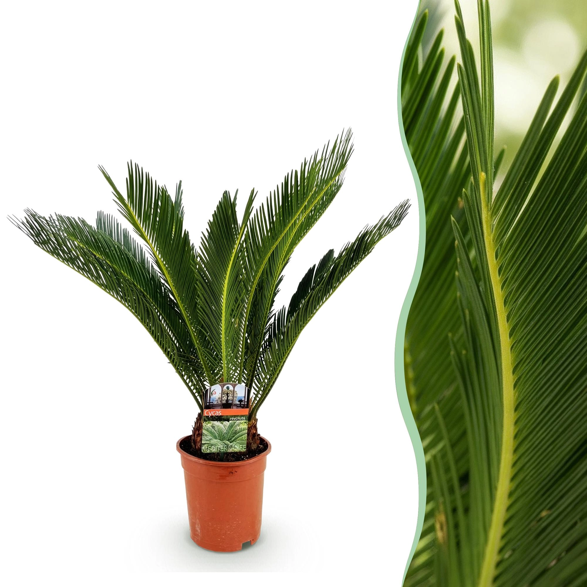 Cycas Revoluta (Sago-Palme) frontal