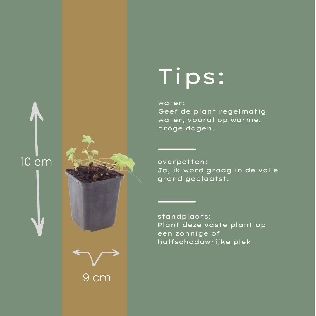 Detailansicht Geranium macrorrhizum ‘White Ness’