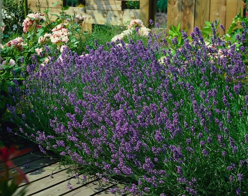 Lavandula 'Munstead' - Blütenansicht
