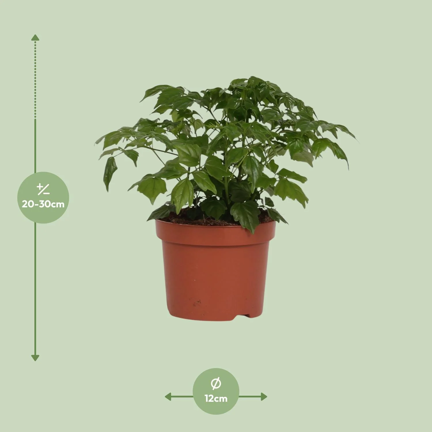 Zuhause mit asiatischem Glockenbaum