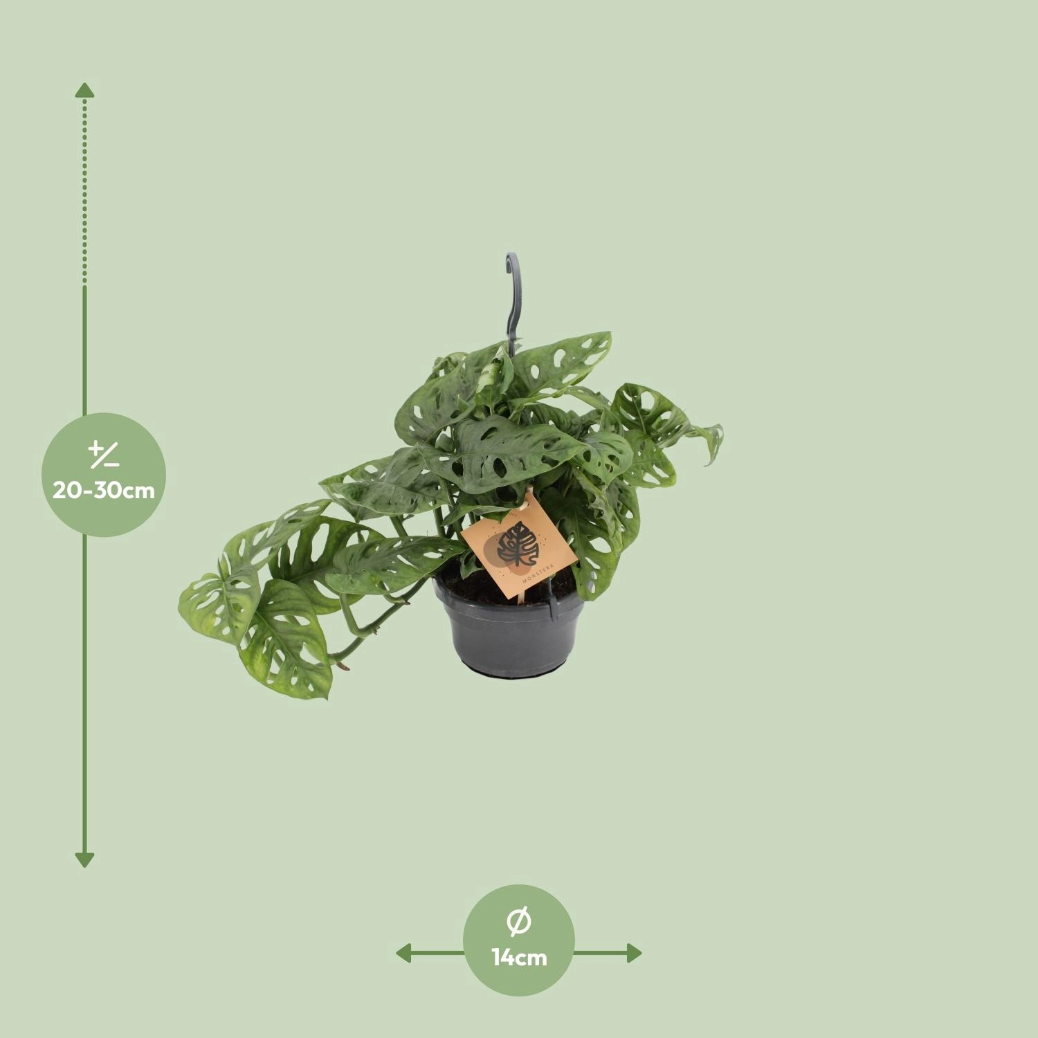 Monstera Monkey Leaf Pflanze