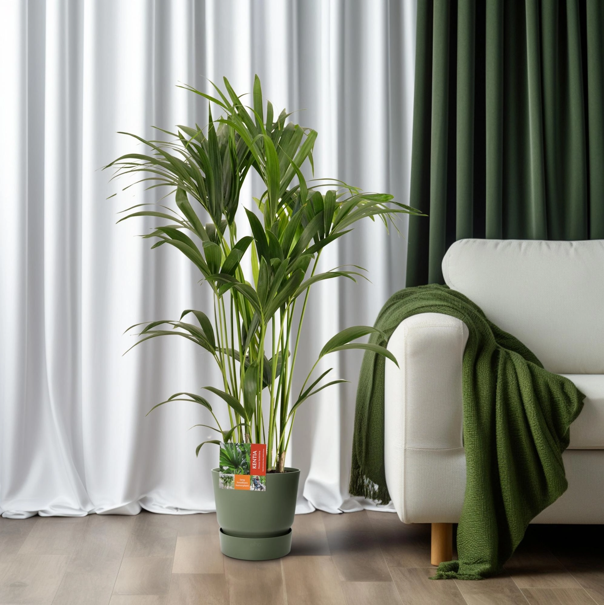 Detail: gebogene Wedel der Kentia-Palme im Innenraum