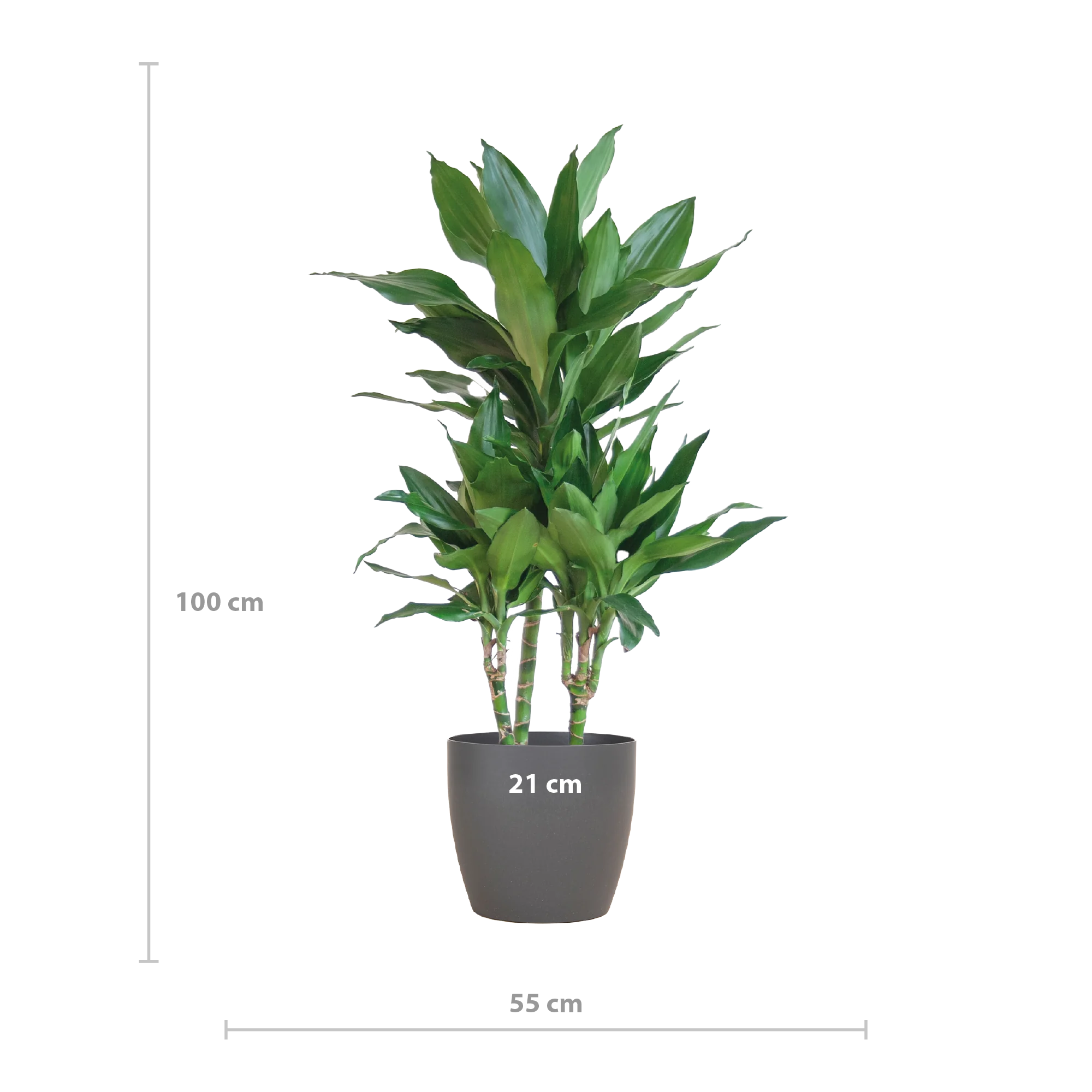 Dracaena Janet Lind - Detailansicht