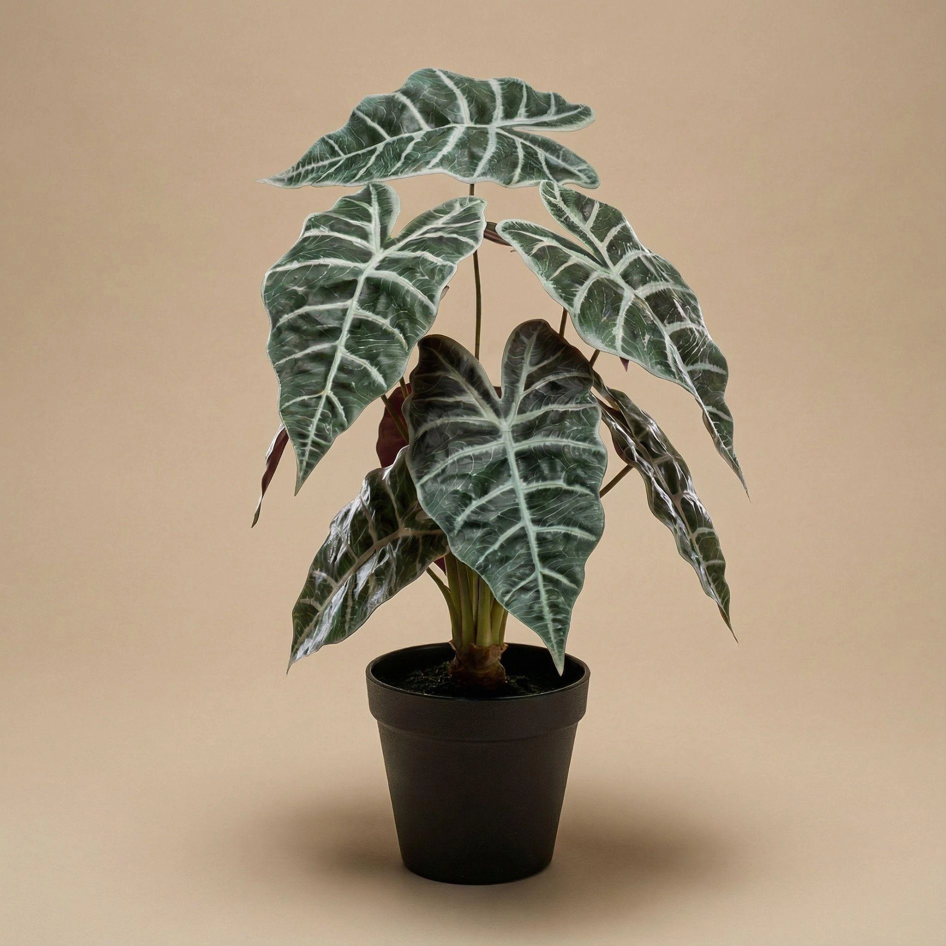 Detailansicht Alocasia Kunstpflanze