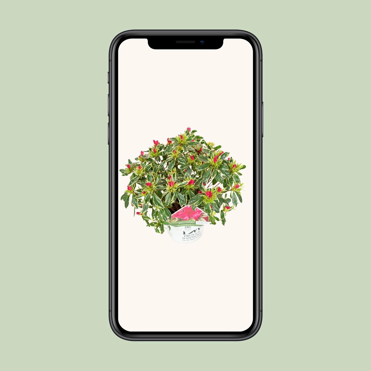 Detailaufnahme: Blüten und Blätter der Azalee, ca. 45 cm hoch