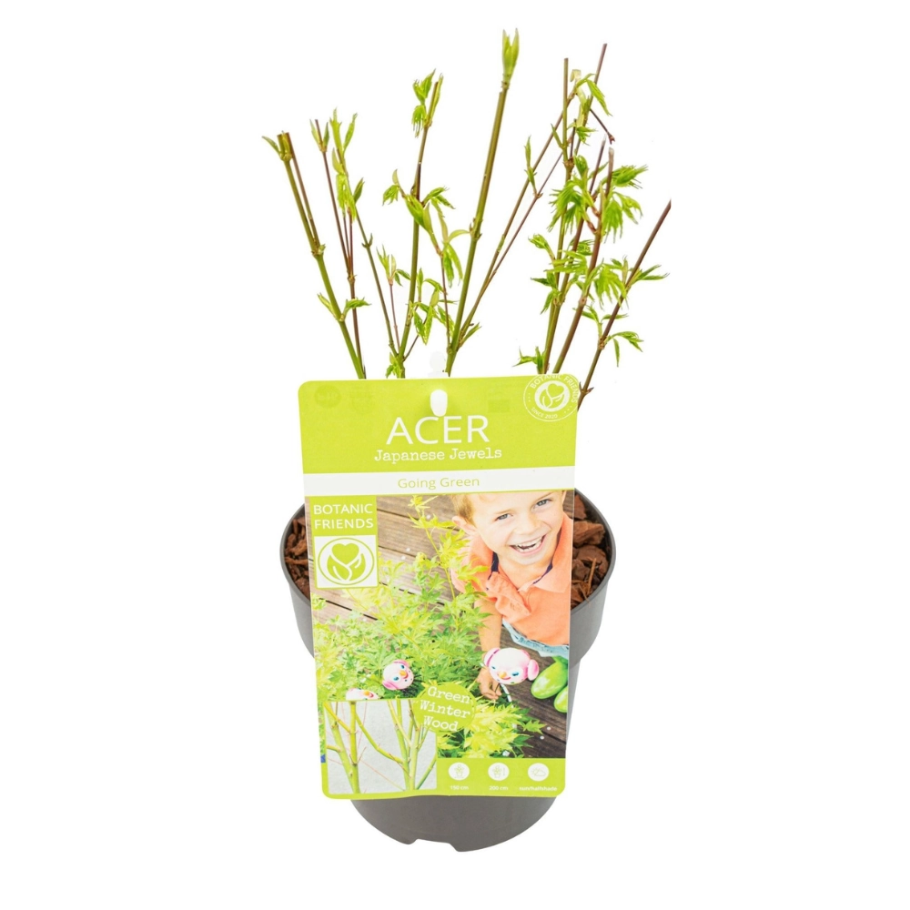 Acer palmatum 'Going Green' im Freien