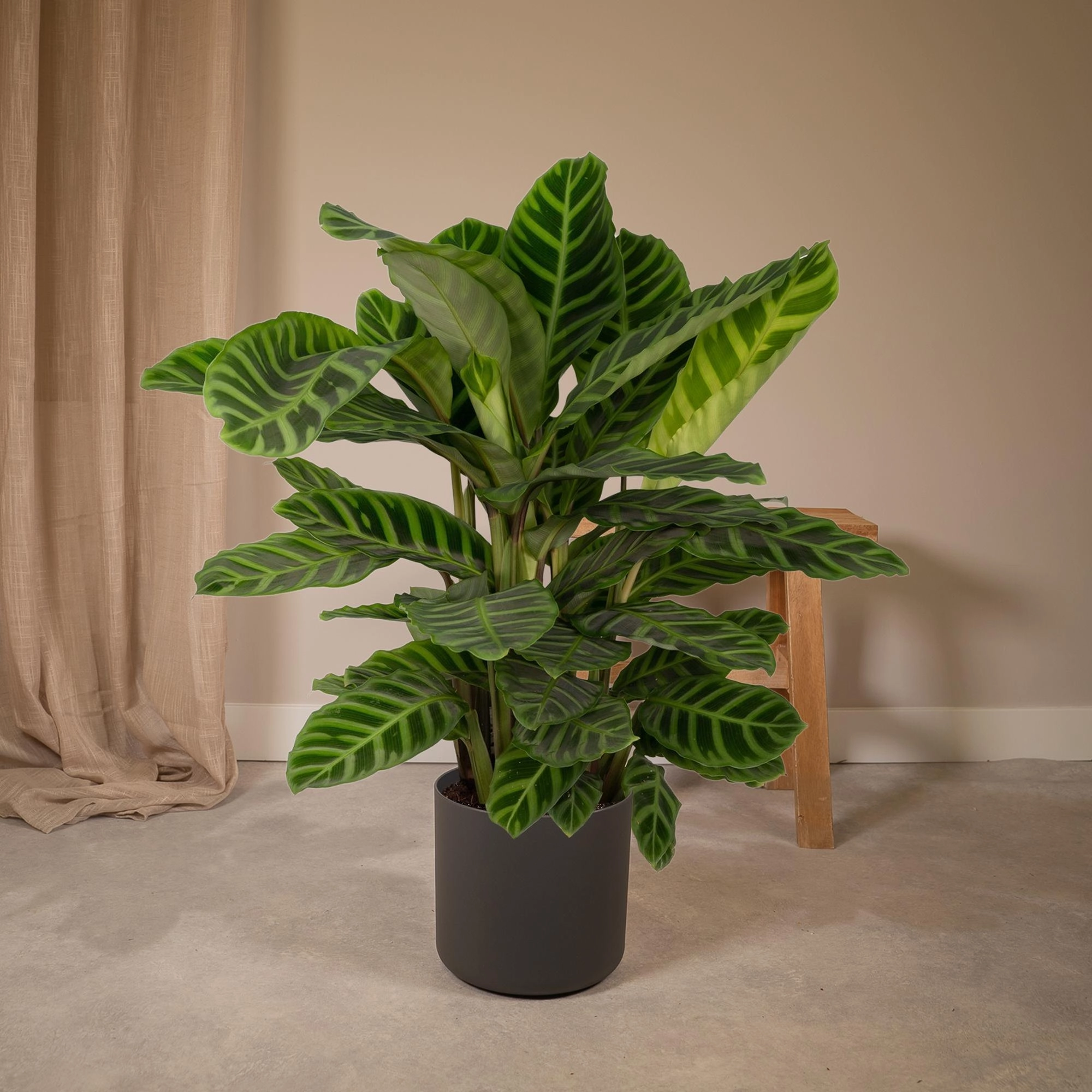 Calathea Zebrina in der Wohnung