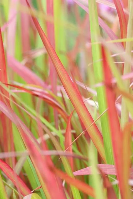 Imperata cylindrica 'Red Baron' in voller Pracht