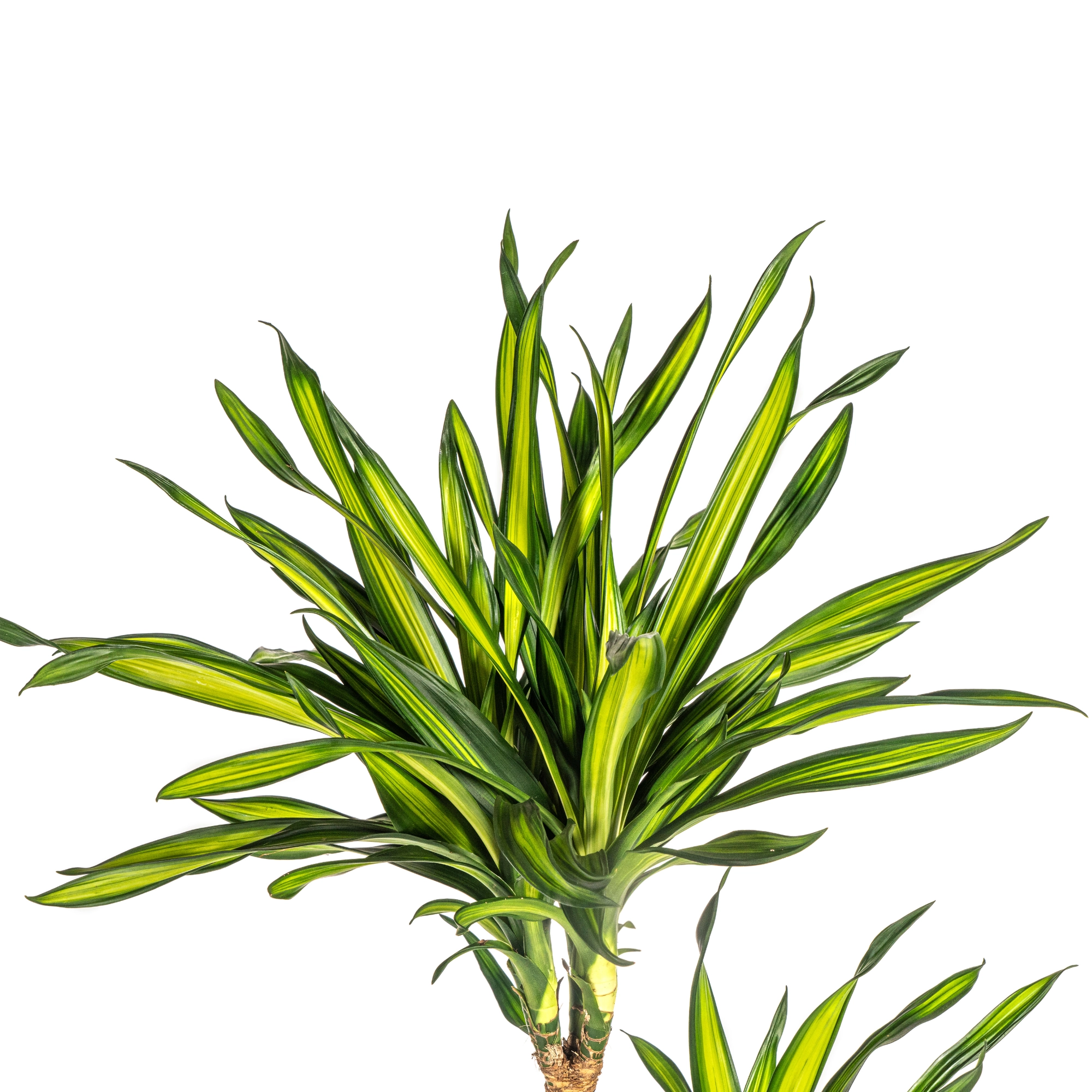 Dracaena Deremensis Rikki - Detail der Blätter mit hellen Streifen