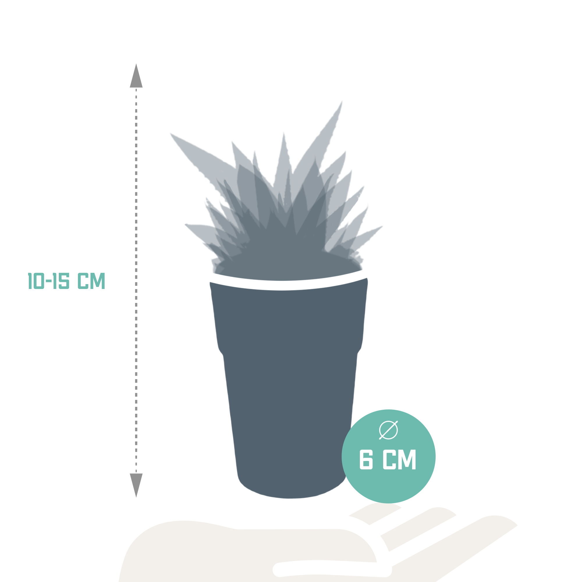 Detailaufnahme der Gasterien und Haworthien