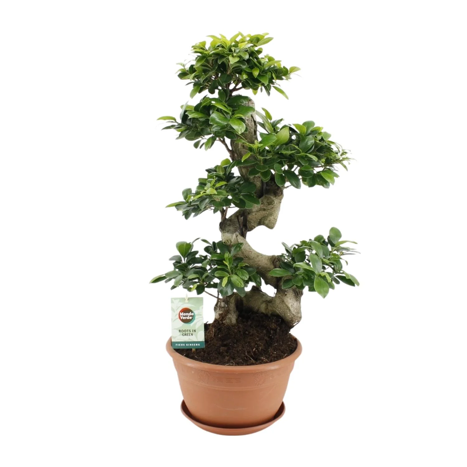 Ficus Ginseng - Pflegeleichte Zimmerpflanze