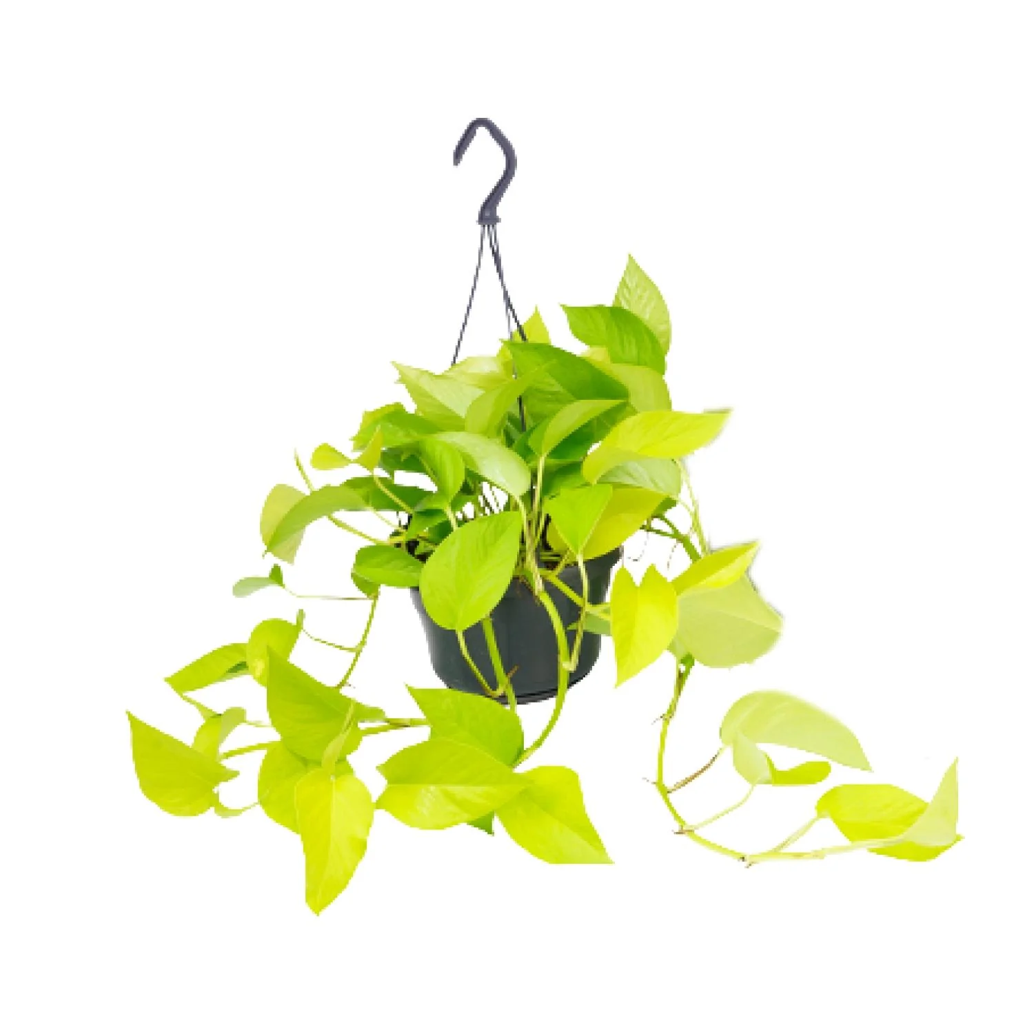 Epipremnum Golden Pothos – Pflanze in Raum