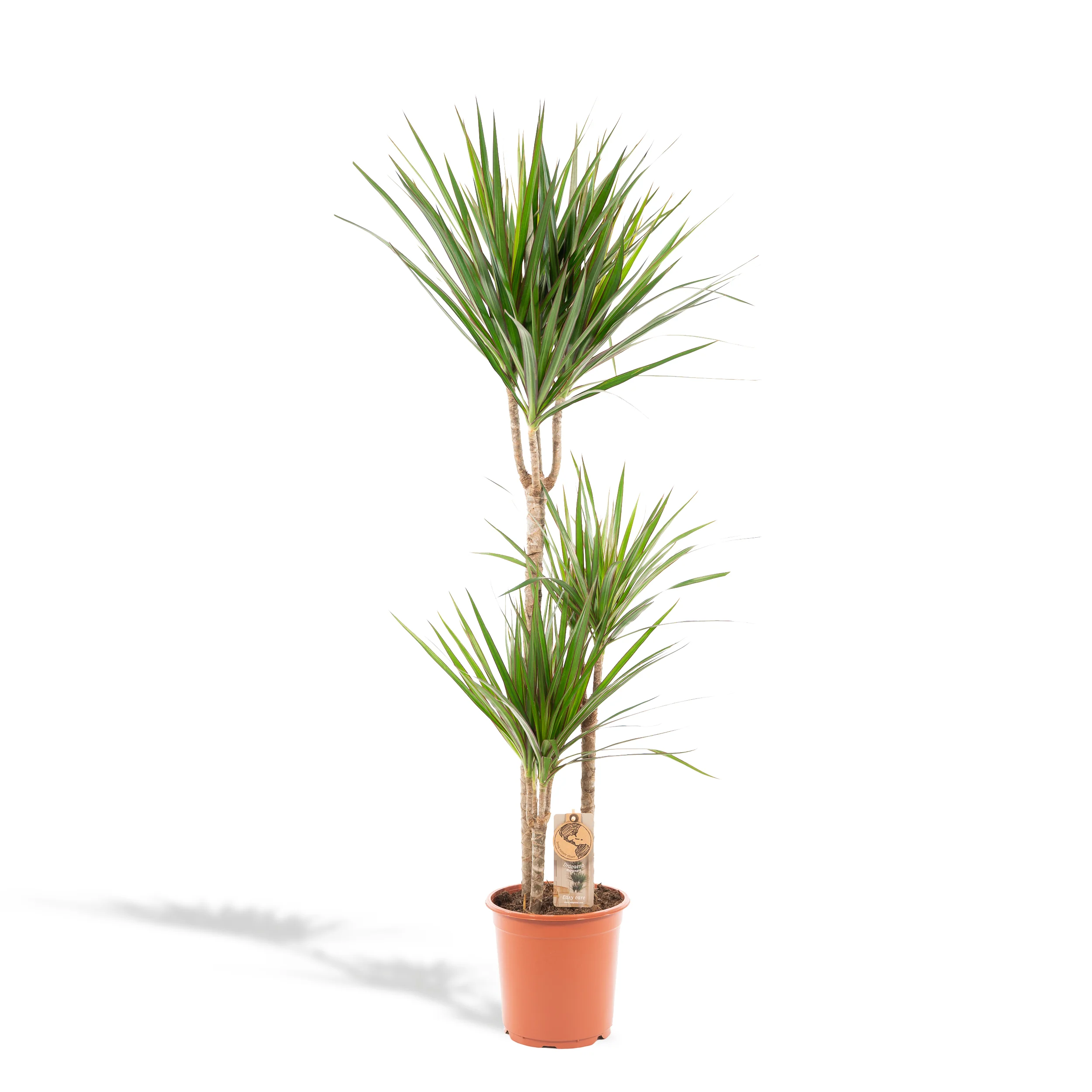 Dracaena Marginata – Blickfang für dein Zuhause