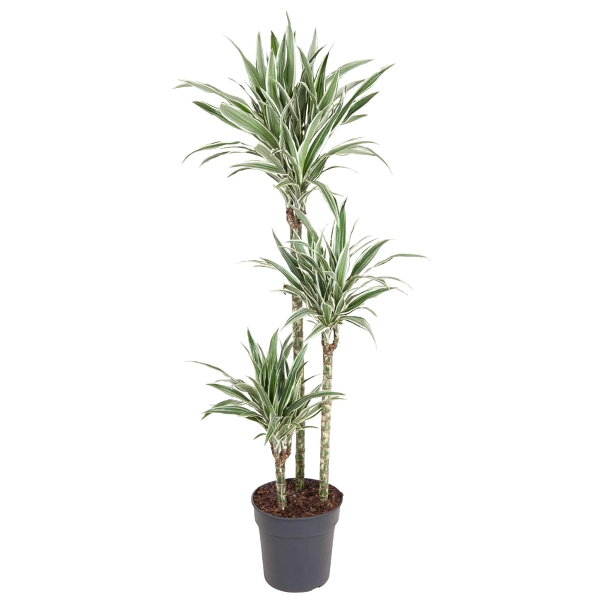Dracaena White Stripe im modernen Raum