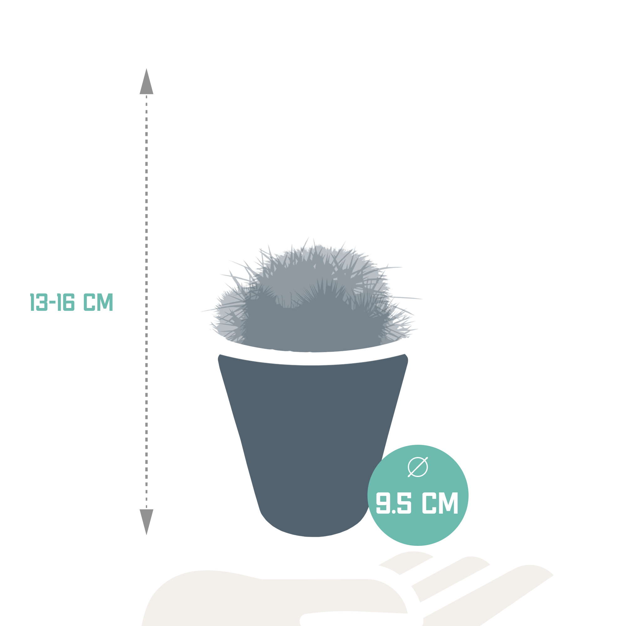 Detailansicht der bunten Kakteen