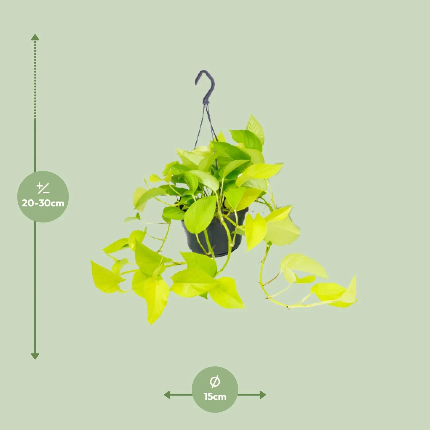 Epipremnum Golden Pothos – Detailaufnahme