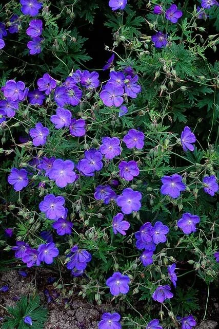 Geranium 'Johnson's Blue' im Garten