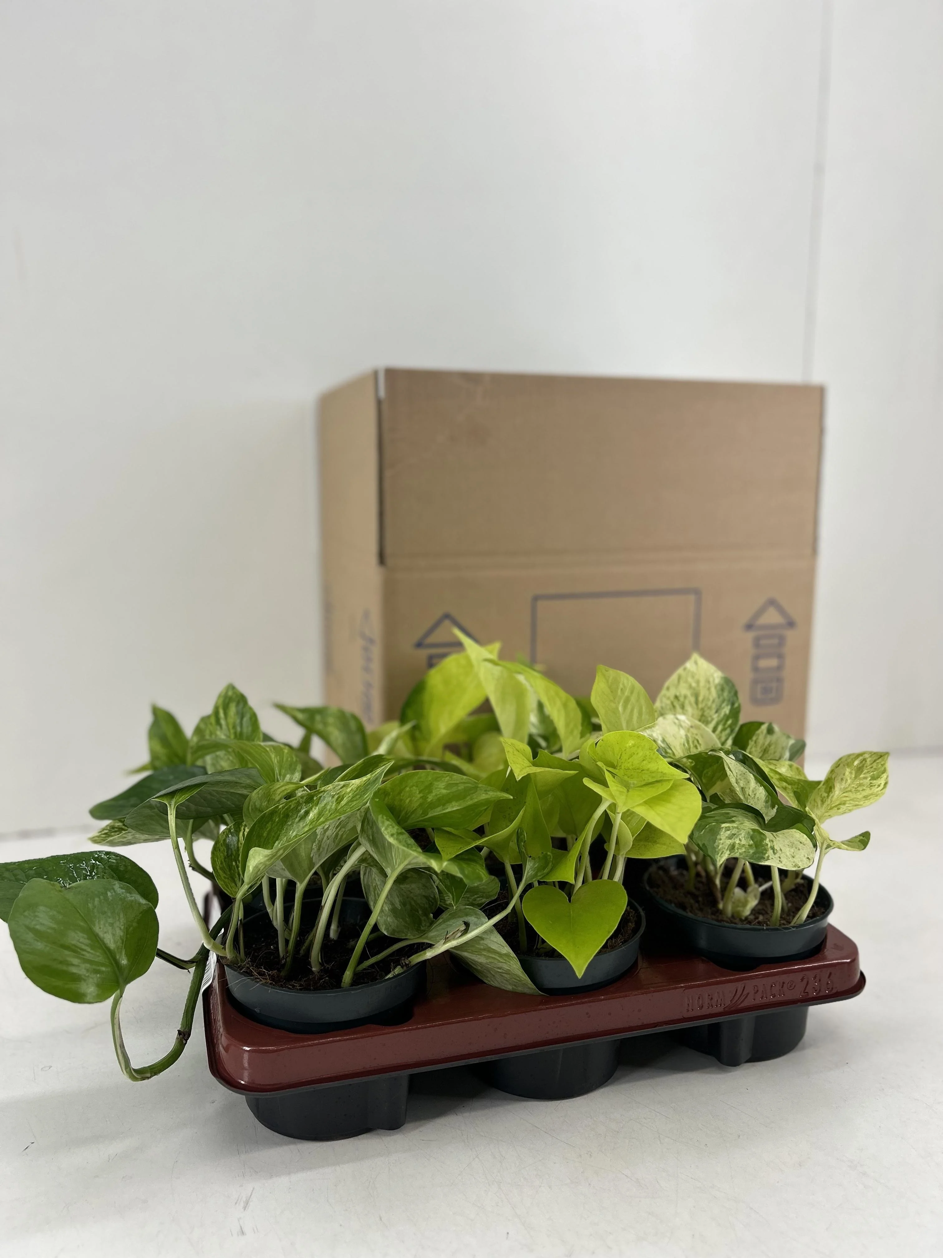 Epipremnum Mix in natürlicher Umgebung