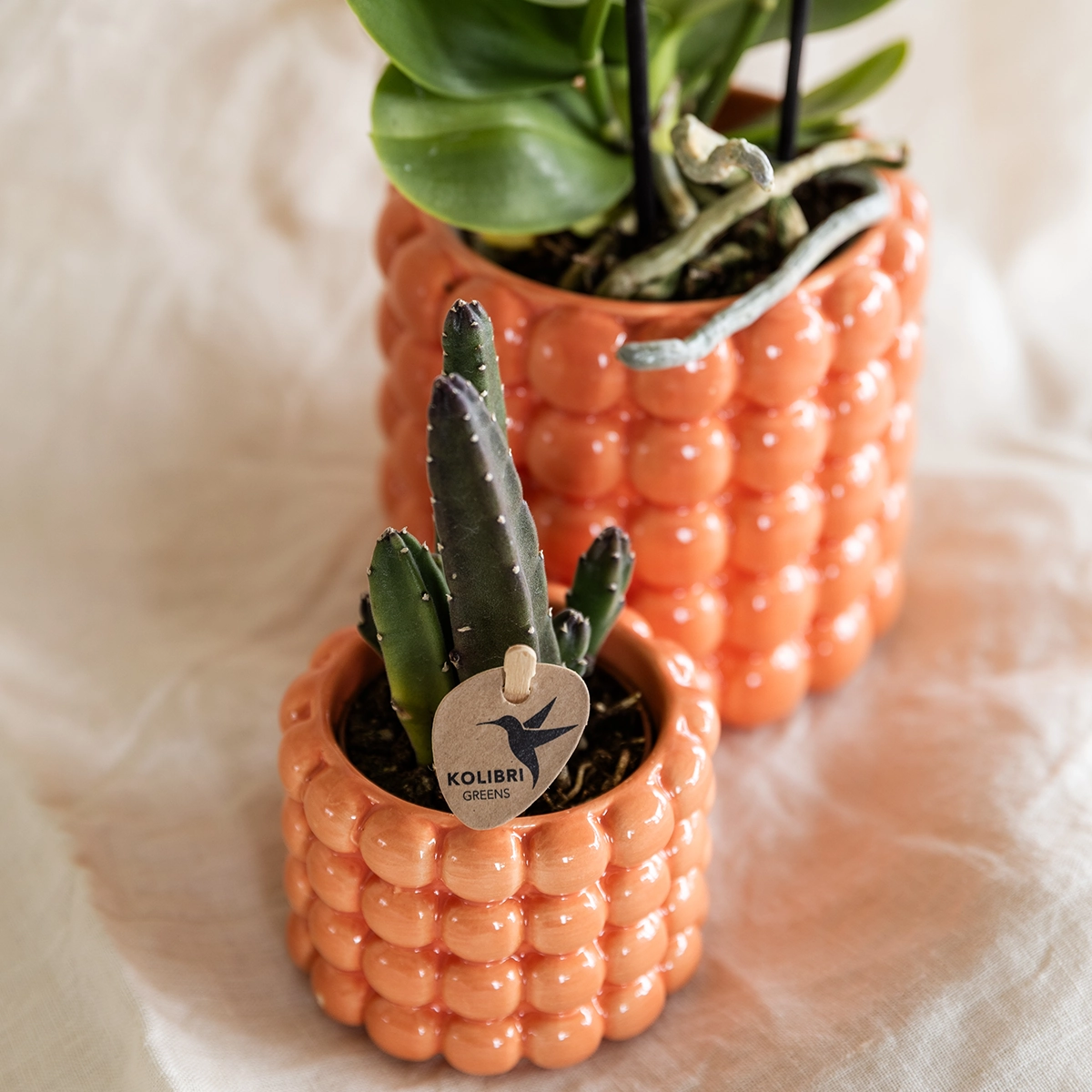 Poppy Übertöpfe Set, vier bunte Übertöpfe frontal