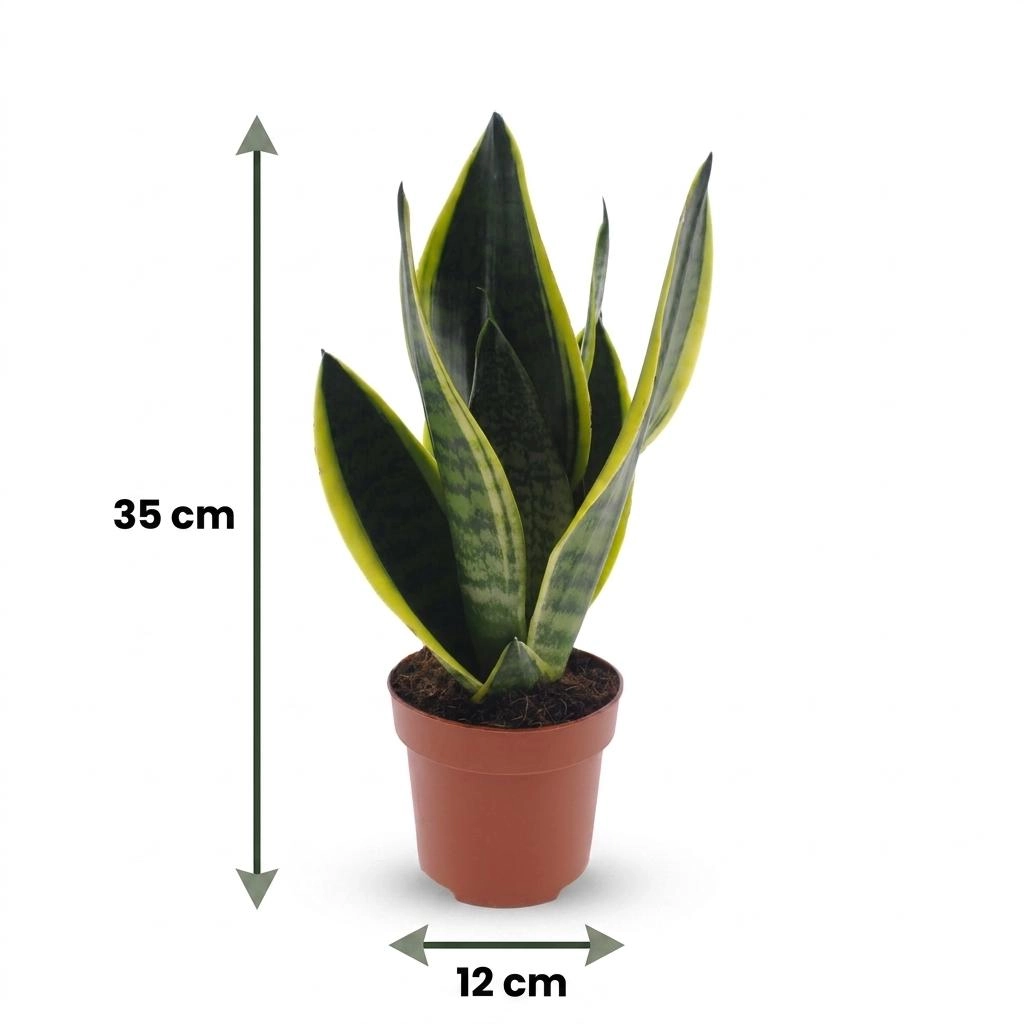 Sansevieria Future Superb als Bogenhanf-Zimmerpflanze