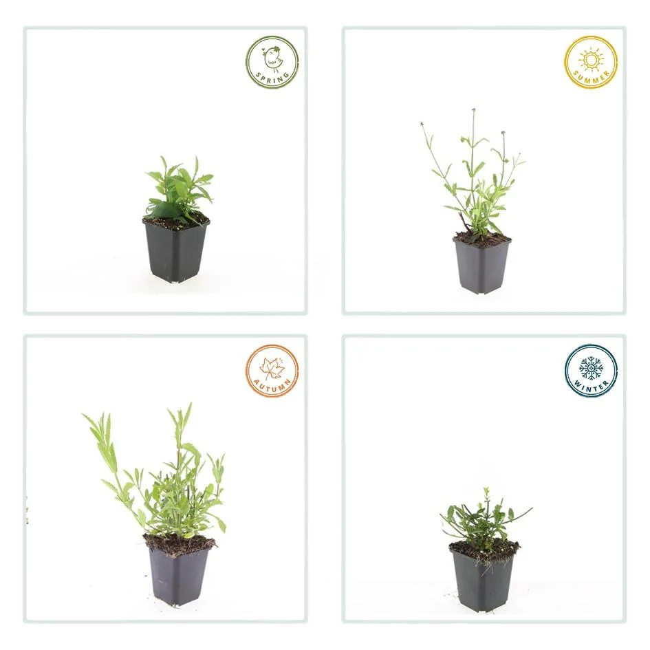 Detailansicht der Pflanze