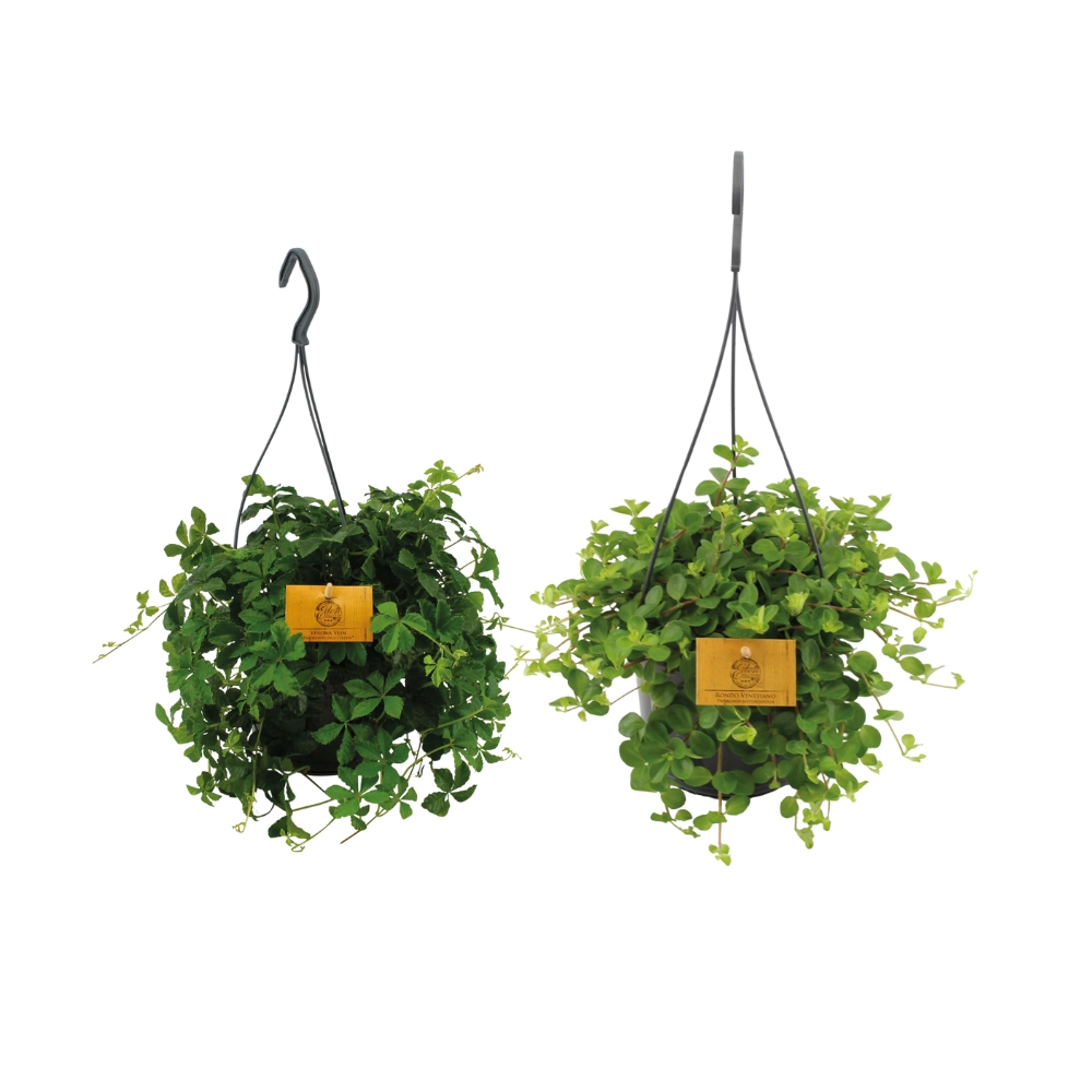Hangplant Duo - Wunderschöne Hängepflanzen