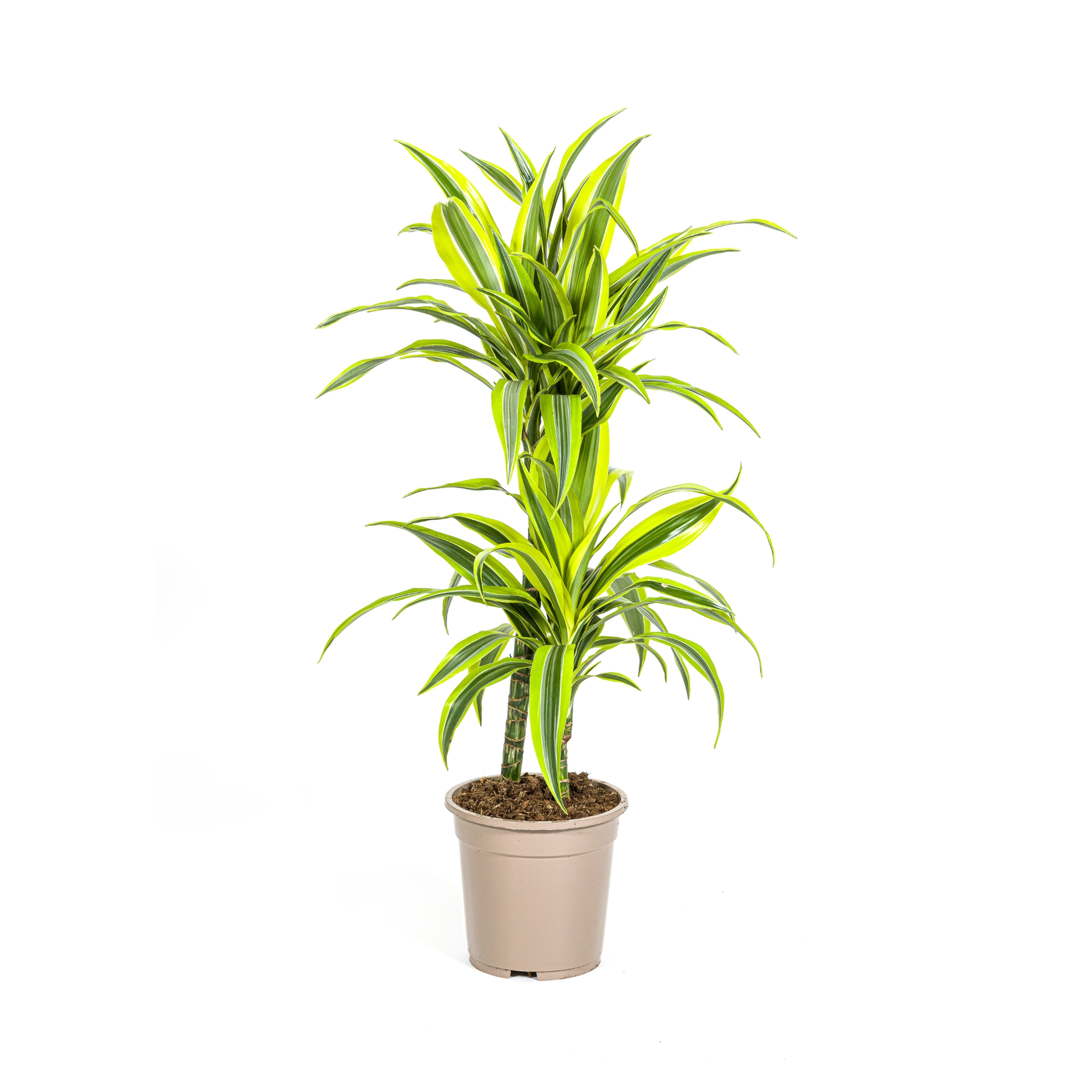 Dracaena Deremensis Lemon Lime Frontansicht