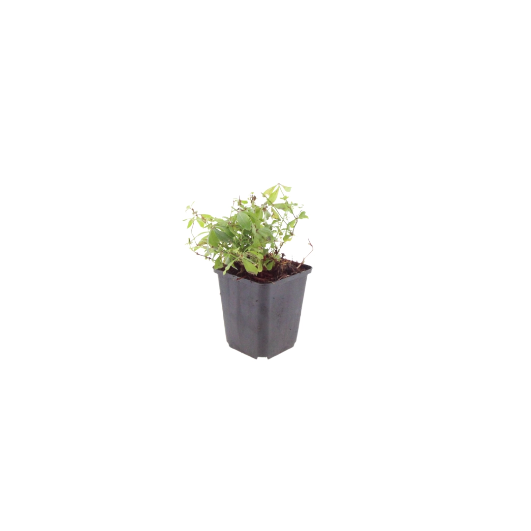 Waldmeister Pflanze