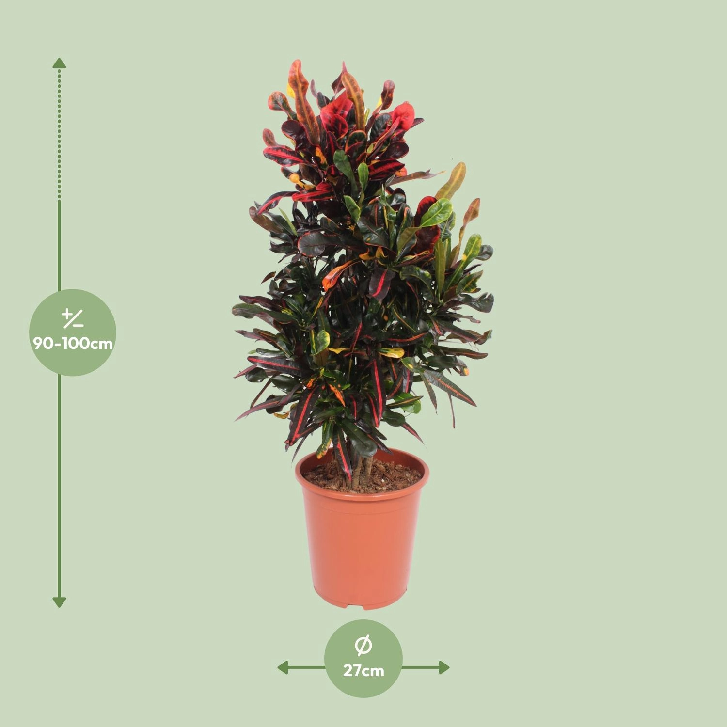 Codiaeum variegatum Mammi als Zimmerpflanze